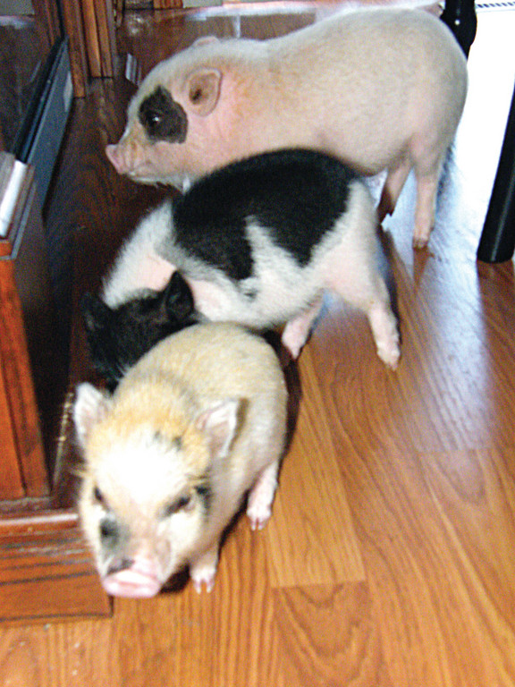 Micro pigs range in size from 15 to 35 pounds when they’re full-grown. The pigs pictured here are all less than a year old, and are all under 15 pounds.