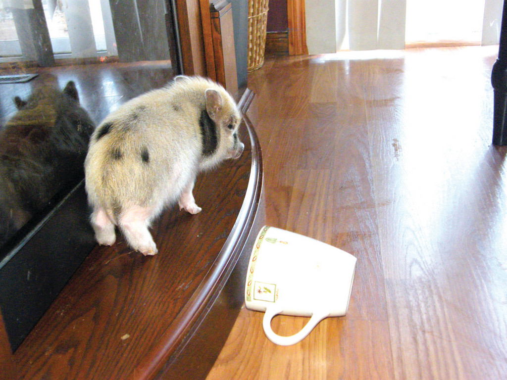 A tiny pig poses on the mantle of a fireplace, which is only about 6 inches wide. A teacup lays close by for comparison.