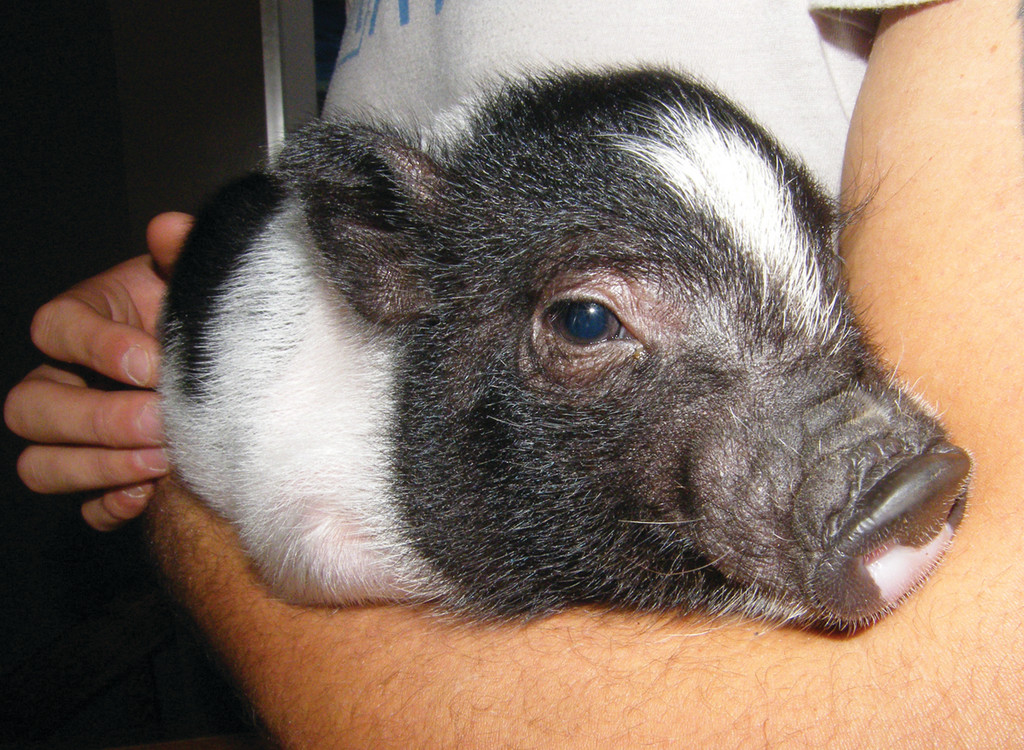 Cradled in the arms of his owner, this piggy looks ready for a snooze.
