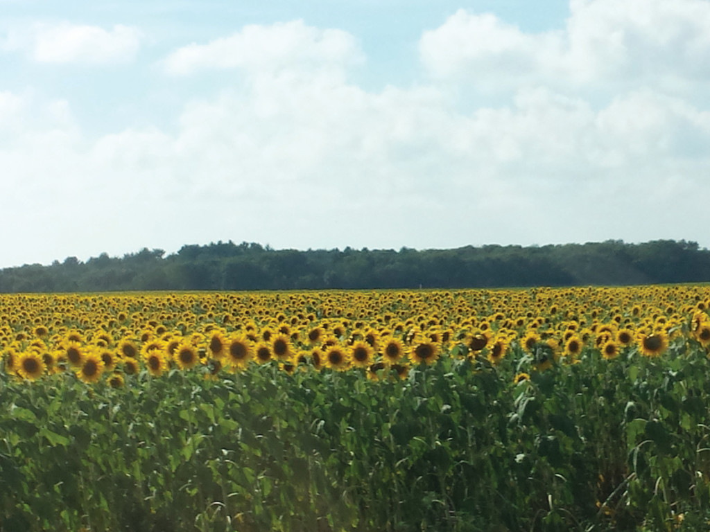 BEAUTIFUL WELCOME: Just outside of our campground in Wisconsin was a beautiful field of sunflowers. After driving all day, this was a welcome site.