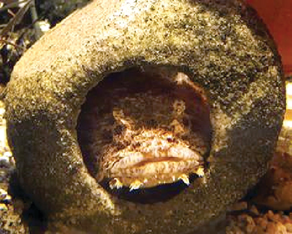 FISHY STAR: A toad fish peers from its lair.