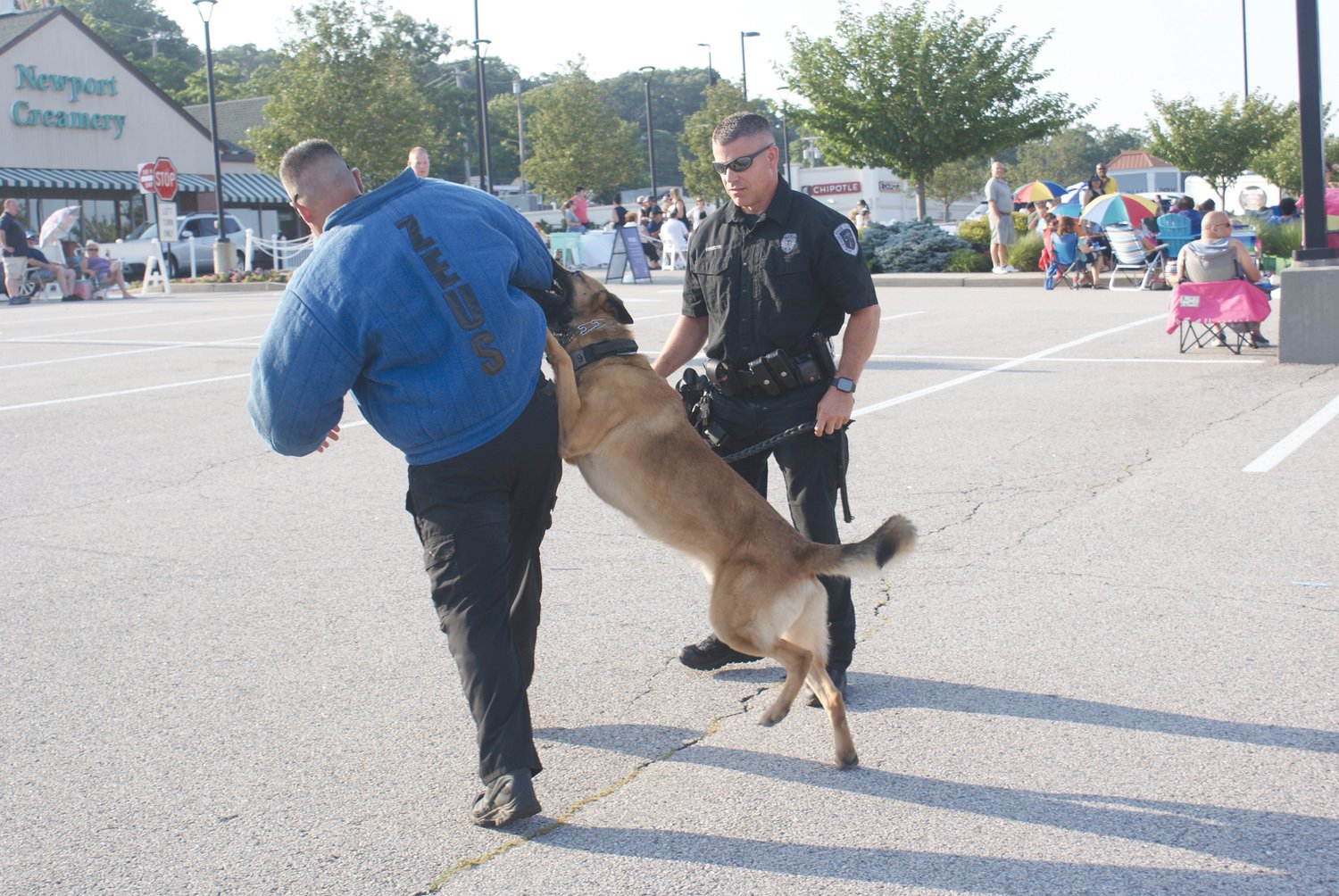 TAKE A BITE OUT OF CRIME : Pictured are K-9 Officer from the Department of Corrections CO Vermette watching his K-9 Paz “attack” K-9 Officer Nathan Bagshaw from the Cranston Police Department in a “bite jacket”.