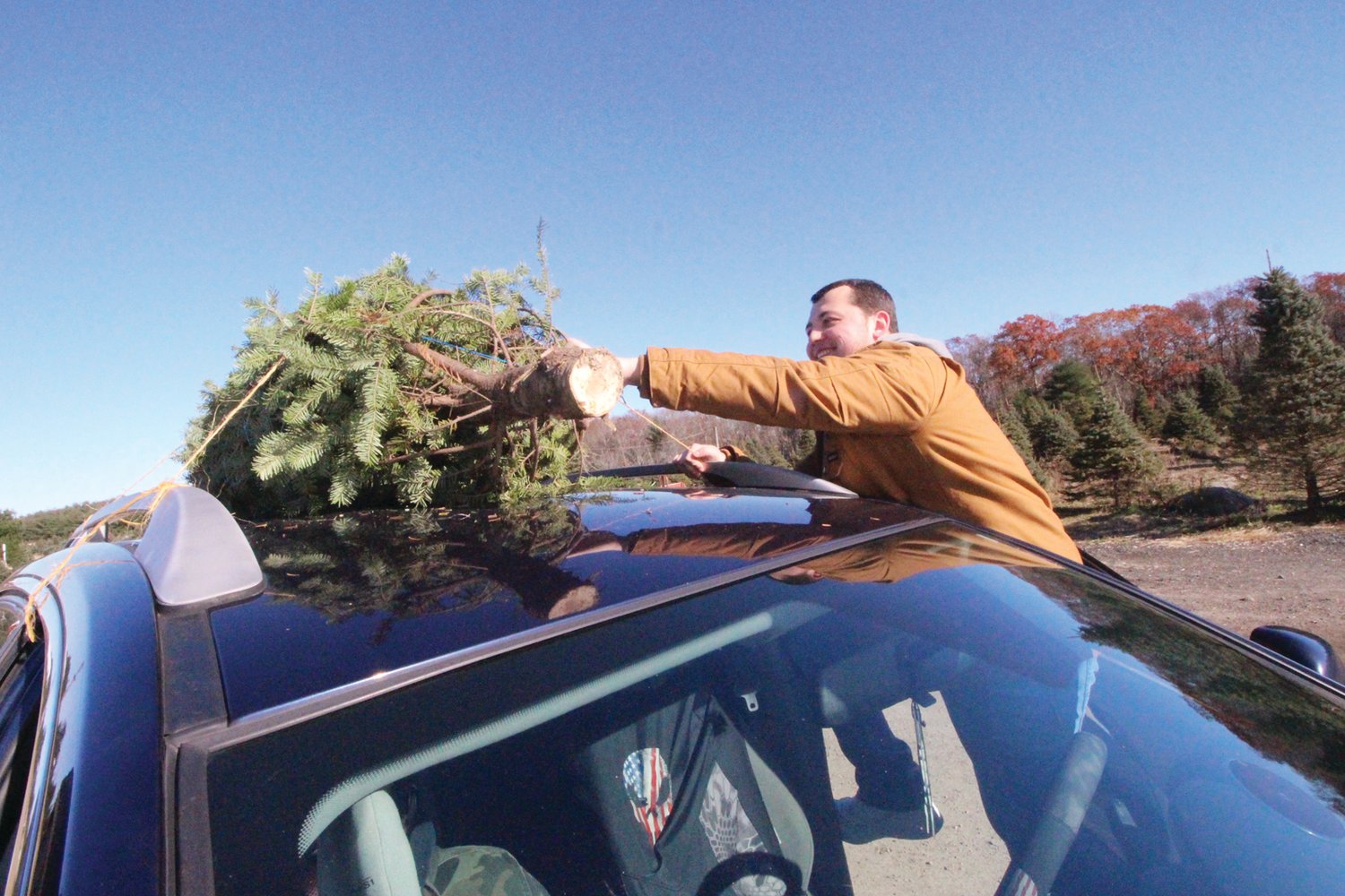 READY FOR THE RIDE: Ryan Brown double-checks the security of his Fraser fir before heading home to Warwick from Leyden’s.